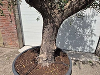 Olijfboom old trunk - olea europaea - 75 jaar oud - hoogte ca. 250 cm - afbeelding 2 van  7