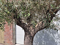 Olijfboom old trunk - olea europaea - 75 jaar oud - hoogte ca. 250 cm - afbeelding 3 van  7