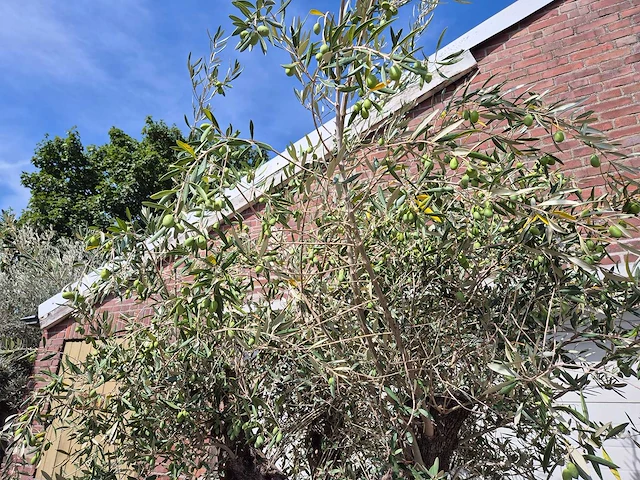 Olijfboom old trunk - olea europaea - 75 jaar oud - hoogte ca. 250 cm - afbeelding 4 van  7
