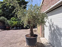 Olijfboom old trunk - olea europaea - 75 jaar oud - hoogte ca. 250 cm - afbeelding 5 van  7