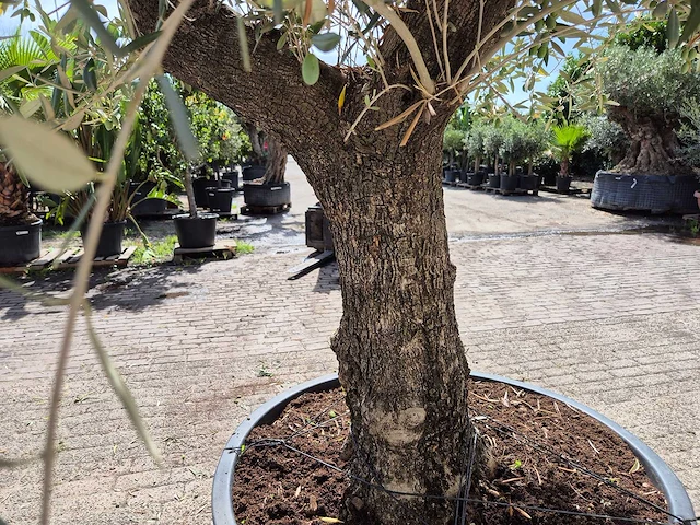 Olijfboom old trunk - olea europaea - 75 jaar oud - hoogte ca. 250 cm - afbeelding 6 van  7