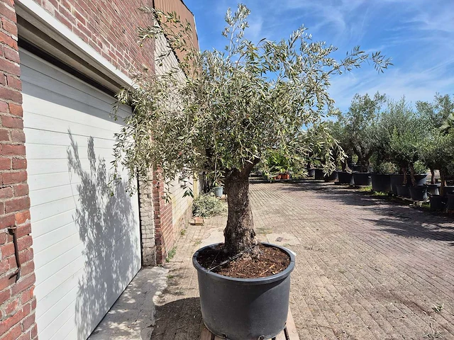 Olijfboom old trunk - olea europaea - 75 jaar oud - hoogte ca. 250 cm - afbeelding 7 van  7