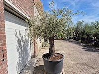 Olijfboom old trunk - olea europaea - 75 jaar oud - hoogte ca. 250 cm - afbeelding 7 van  7