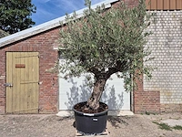 Olijfboom old trunk - olea europaea - 75 jaar oud - hoogte ca. 270 cm - afbeelding 1 van  6