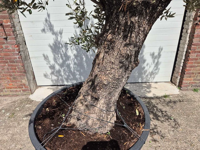 Olijfboom old trunk - olea europaea - 75 jaar oud - hoogte ca. 270 cm - afbeelding 2 van  6