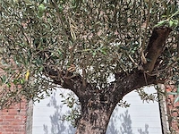 Olijfboom old trunk - olea europaea - 75 jaar oud - hoogte ca. 270 cm - afbeelding 3 van  6