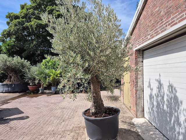 Olijfboom old trunk - olea europaea - 75 jaar oud - hoogte ca. 270 cm - afbeelding 4 van  6
