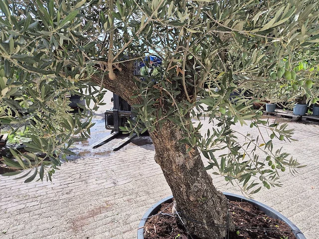 Olijfboom old trunk - olea europaea - 75 jaar oud - hoogte ca. 270 cm - afbeelding 5 van  6