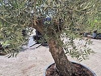 Olijfboom old trunk - olea europaea - 75 jaar oud - hoogte ca. 270 cm - afbeelding 5 van  6