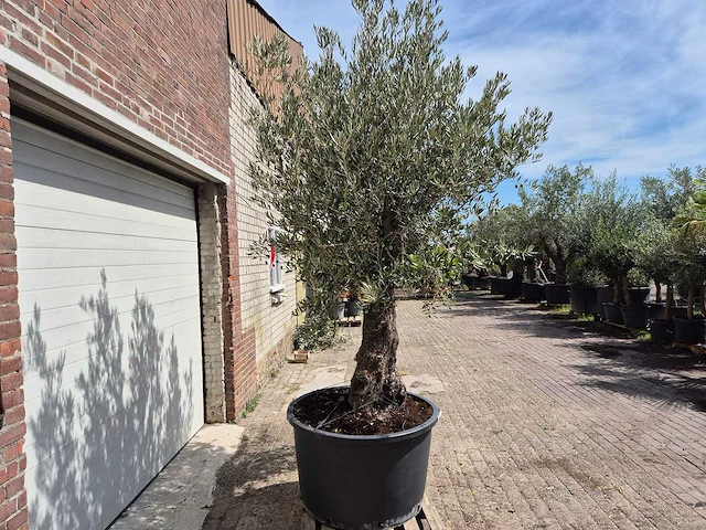 Olijfboom old trunk - olea europaea - 75 jaar oud - hoogte ca. 270 cm - afbeelding 6 van  6
