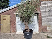 Olijfboom old trunk - olea europaea - 75 jaar oud - hoogte ca. 280 cm - afbeelding 1 van  5