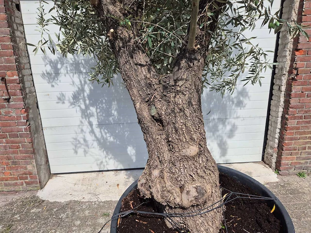 Olijfboom old trunk - olea europaea - 75 jaar oud - hoogte ca. 280 cm - afbeelding 2 van  5