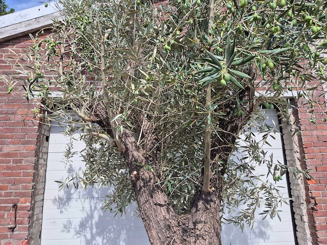 Olijfboom old trunk - olea europaea - 75 jaar oud - hoogte ca. 280 cm - afbeelding 3 van  5