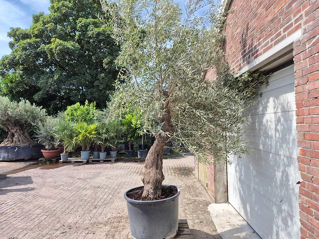 Olijfboom old trunk - olea europaea - 75 jaar oud - hoogte ca. 280 cm - afbeelding 4 van  5
