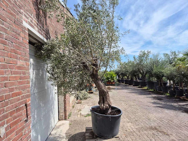 Olijfboom old trunk - olea europaea - 75 jaar oud - hoogte ca. 280 cm - afbeelding 5 van  5