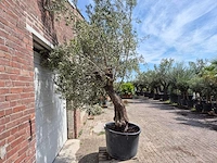 Olijfboom old trunk - olea europaea - 75 jaar oud - hoogte ca. 280 cm - afbeelding 5 van  5