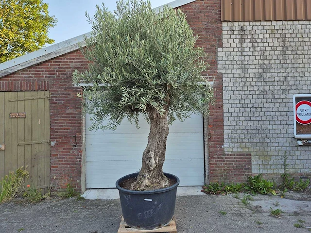 Olijfboom old trunk - olea europaea - 75 jaar oud - hoogte ca. 300 cm - afbeelding 1 van  8