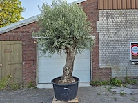 Olijfboom old trunk - olea europaea - 75 jaar oud - hoogte ca. 300 cm