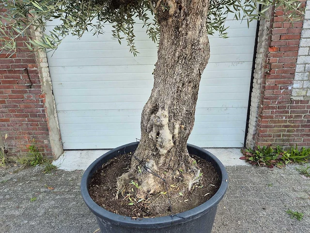 Olijfboom old trunk - olea europaea - 75 jaar oud - hoogte ca. 300 cm - afbeelding 2 van  8