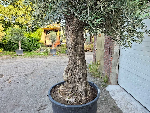 Olijfboom old trunk - olea europaea - 75 jaar oud - hoogte ca. 300 cm - afbeelding 3 van  8