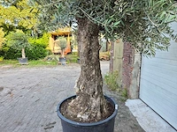 Olijfboom old trunk - olea europaea - 75 jaar oud - hoogte ca. 300 cm - afbeelding 3 van  8