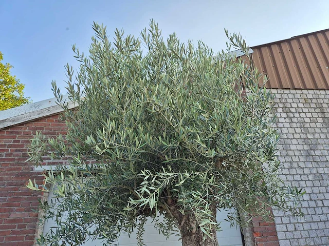 Olijfboom old trunk - olea europaea - 75 jaar oud - hoogte ca. 300 cm - afbeelding 4 van  8