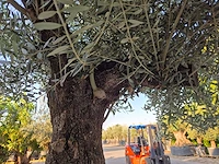 Olijfboom old trunk - olea europaea - 75 jaar oud - hoogte ca. 300 cm - afbeelding 5 van  8