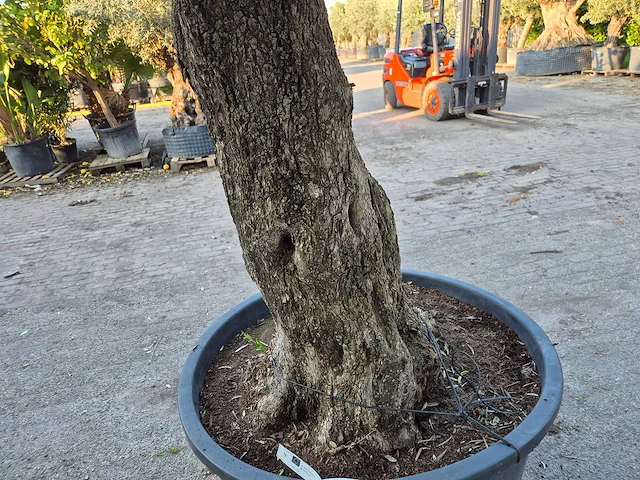 Olijfboom old trunk - olea europaea - 75 jaar oud - hoogte ca. 300 cm - afbeelding 6 van  8
