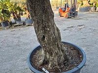 Olijfboom old trunk - olea europaea - 75 jaar oud - hoogte ca. 300 cm - afbeelding 6 van  8