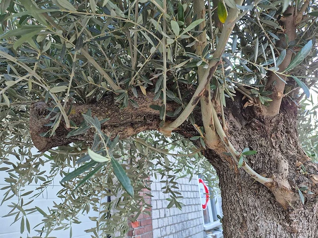 Olijfboom old trunk - olea europaea - 75 jaar oud - hoogte ca. 300 cm - afbeelding 7 van  8