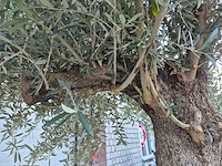 Olijfboom old trunk - olea europaea - 75 jaar oud - hoogte ca. 300 cm - afbeelding 7 van  8