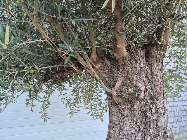 Olijfboom old trunk - olea europaea - 75 jaar oud - hoogte ca. 300 cm - afbeelding 8 van  8