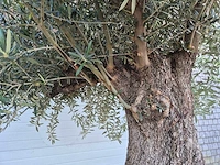 Olijfboom old trunk - olea europaea - 75 jaar oud - hoogte ca. 300 cm - afbeelding 8 van  8