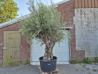 Olijfboom old trunk - olea europaea - 75 jaar oud - hoogte ca. 300 cm