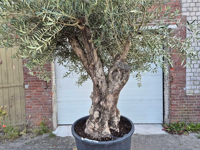 Olijfboom old trunk - olea europaea - 75 jaar oud - hoogte ca. 300 cm - afbeelding 2 van  9