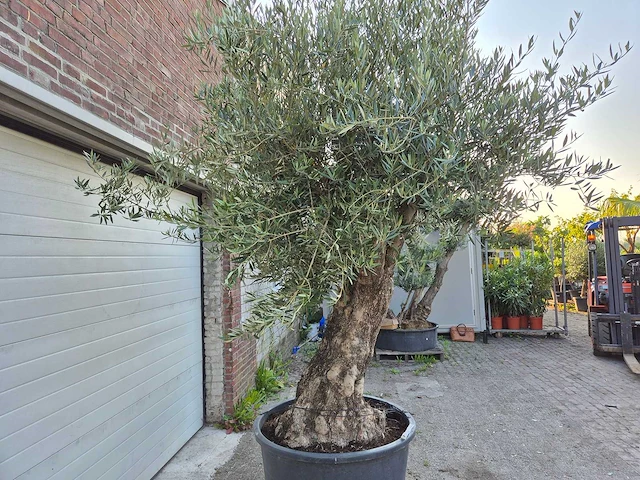 Olijfboom old trunk - olea europaea - 75 jaar oud - hoogte ca. 300 cm - afbeelding 3 van  9