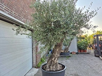Olijfboom old trunk - olea europaea - 75 jaar oud - hoogte ca. 300 cm - afbeelding 3 van  9
