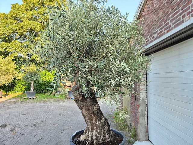 Olijfboom old trunk - olea europaea - 75 jaar oud - hoogte ca. 300 cm - afbeelding 4 van  9