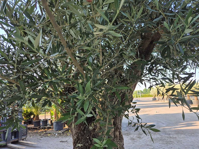 Olijfboom old trunk - olea europaea - 75 jaar oud - hoogte ca. 300 cm - afbeelding 5 van  9