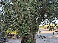 Olijfboom old trunk - olea europaea - 75 jaar oud - hoogte ca. 300 cm - afbeelding 5 van  9