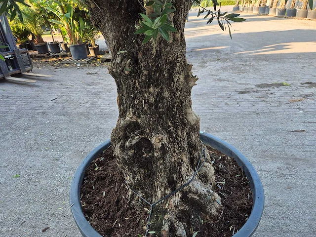 Olijfboom old trunk - olea europaea - 75 jaar oud - hoogte ca. 300 cm - afbeelding 6 van  9