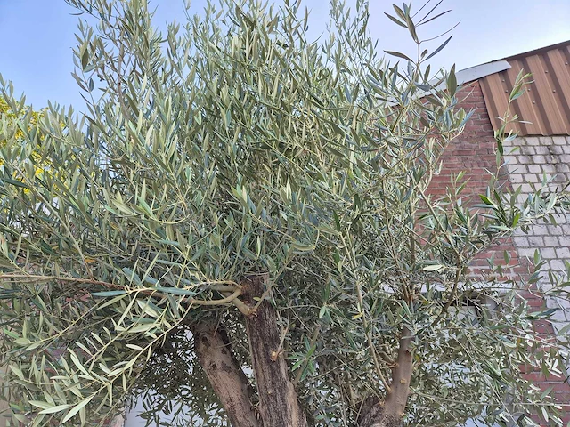 Olijfboom old trunk - olea europaea - 75 jaar oud - hoogte ca. 300 cm - afbeelding 7 van  9