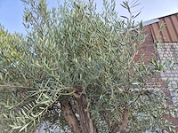 Olijfboom old trunk - olea europaea - 75 jaar oud - hoogte ca. 300 cm - afbeelding 7 van  9