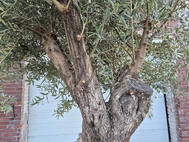 Olijfboom old trunk - olea europaea - 75 jaar oud - hoogte ca. 300 cm - afbeelding 8 van  9