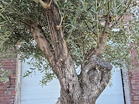 Olijfboom old trunk - olea europaea - 75 jaar oud - hoogte ca. 300 cm - afbeelding 8 van  9