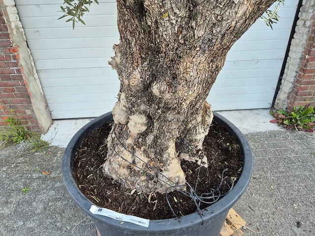 Olijfboom old trunk - olea europaea - 75 jaar oud - hoogte ca. 300 cm - afbeelding 9 van  9
