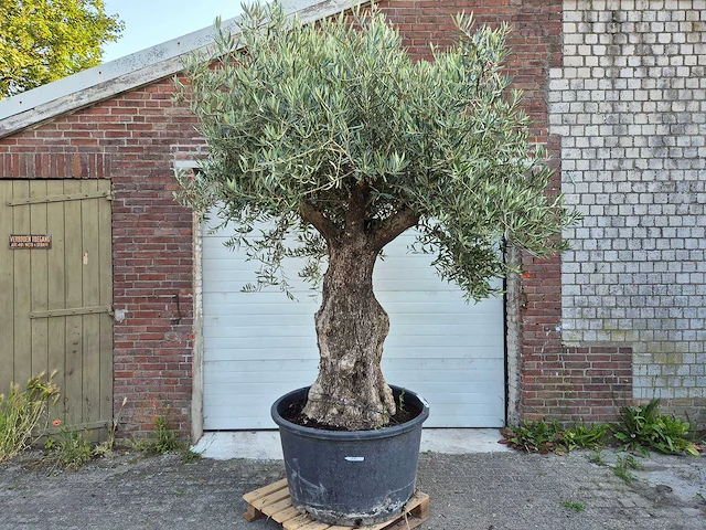 Olijfboom old trunk - olea europaea - 75 jaar oud - hoogte ca. 300 cm - afbeelding 1 van  7