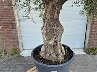 Olijfboom old trunk - olea europaea - 75 jaar oud - hoogte ca. 300 cm - afbeelding 2 van  7