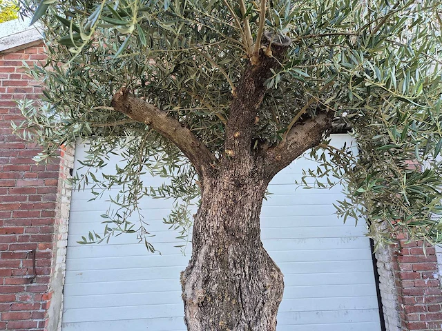 Olijfboom old trunk - olea europaea - 75 jaar oud - hoogte ca. 300 cm - afbeelding 3 van  7