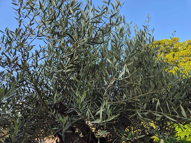 Olijfboom old trunk - olea europaea - 75 jaar oud - hoogte ca. 300 cm - afbeelding 4 van  7